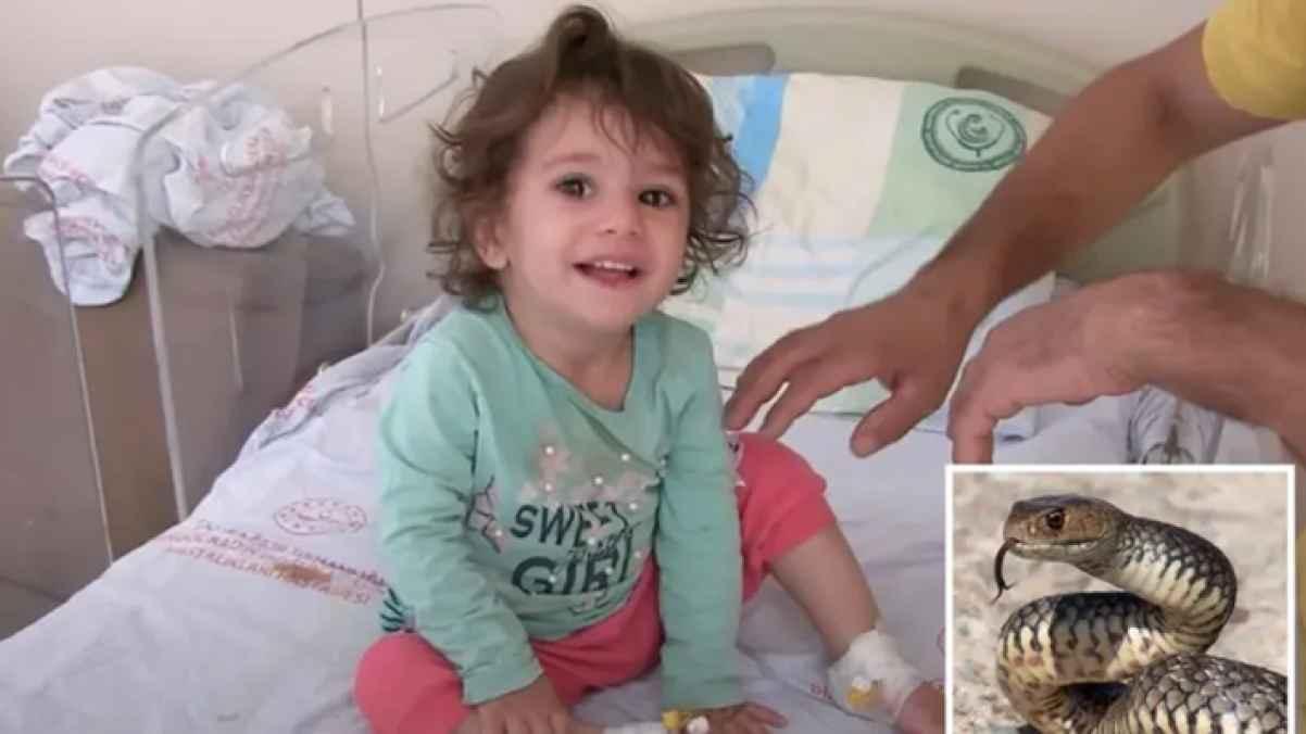طفلة تركية تنتقم من أفعى سامة وتقتلها بأسنانها