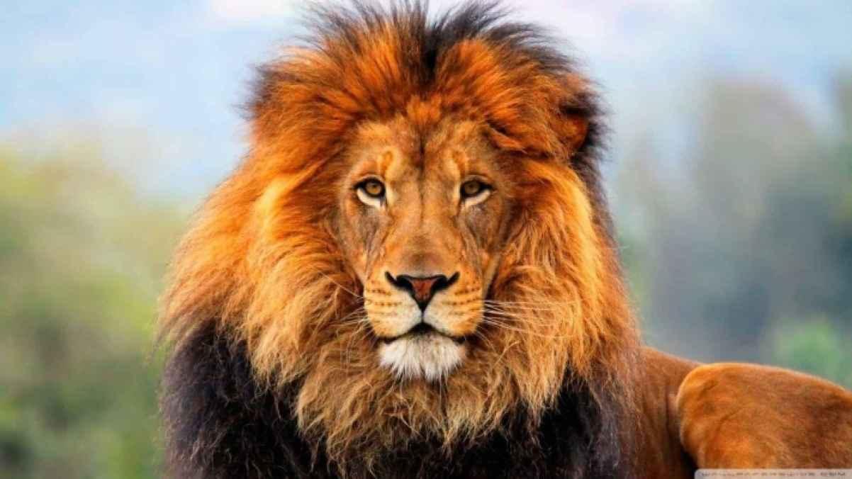 أسد يقتل رجلا ويلتهمه في غانا دفاعا عن شبله