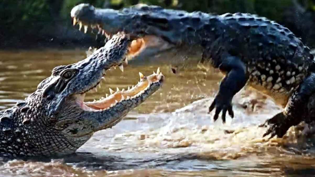 American woman fears home intruder, finds alligators fighting on porch instead – video