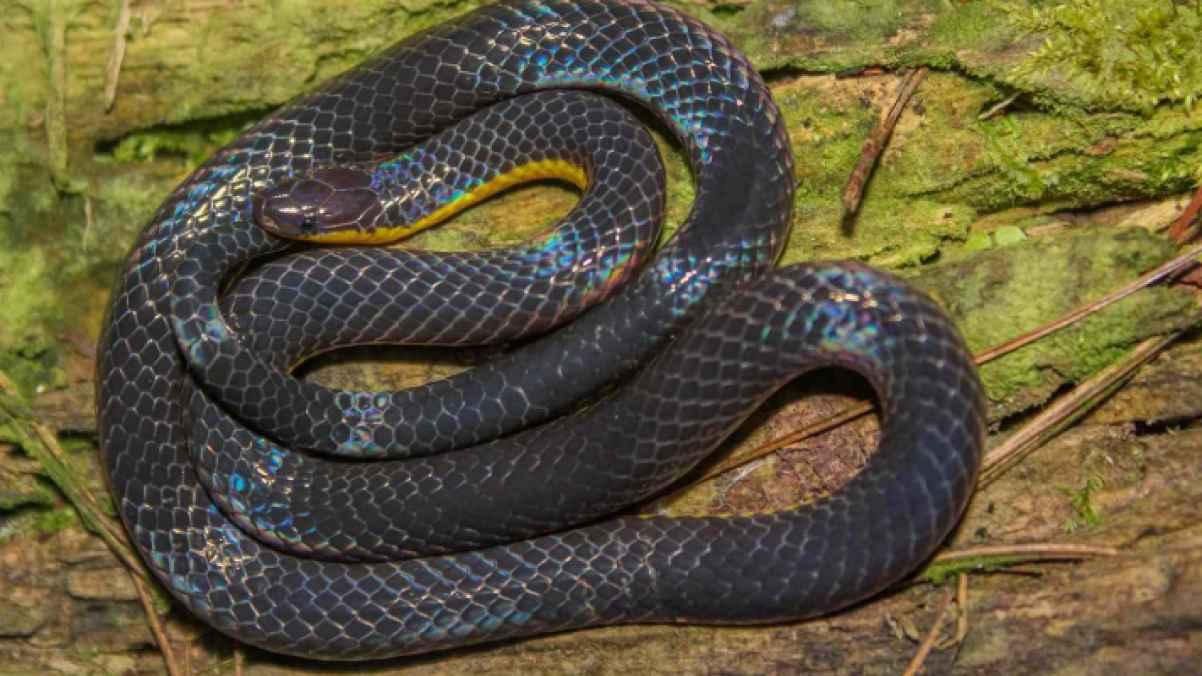 Scientists discover a new “two-headed” snake species in China