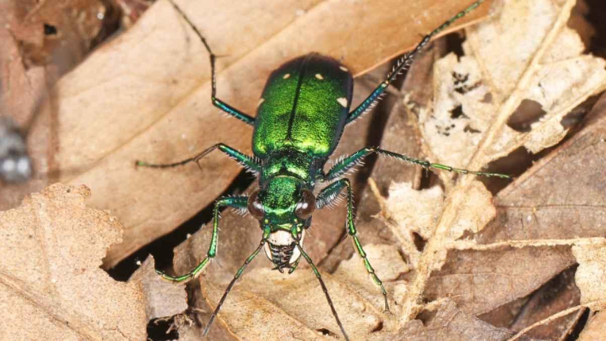 Colorful Beetle Nearly Kills American Mother During Family Trip