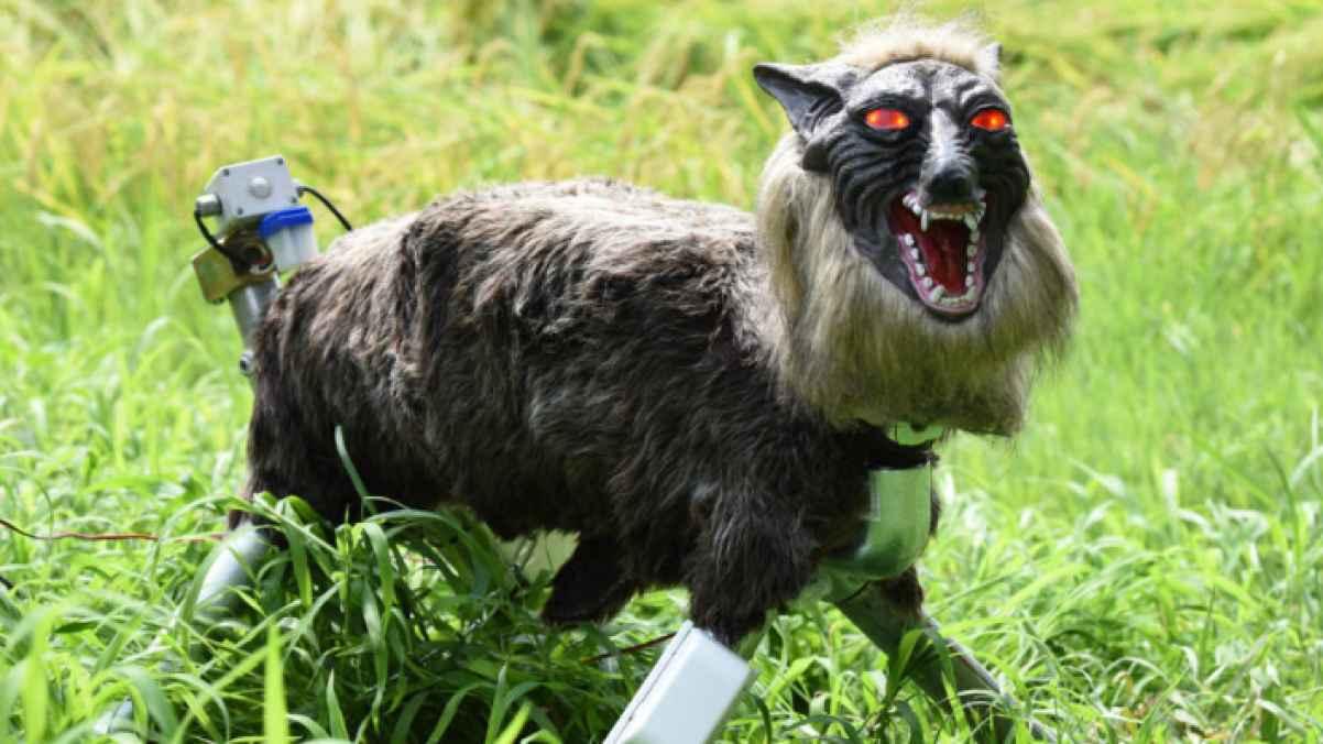 Japan Bear Attack Crisis Drives Unprecedented Demand for “Robot Wolves”