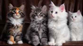 Horrifying videos sent to girls… Minor dominates headlines in Jordan for brutally killing cats