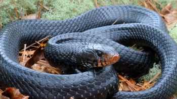 Moment of Terror… Massive Snake Emerges from Vehicle Tire, Leaving Pedestrians in Shock in Turkey