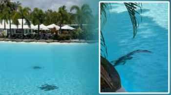 !Crocodile in a luxury hotel pool… and guests relax alongside