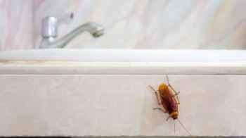 Woman starts fire in South Korea while trying to kill a cockroach, neighbor dies