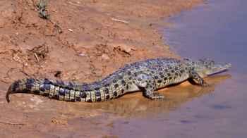 Teenager injured in crocodile attack in Australia