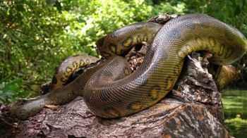 Five Meters of Horror… An Anaconda Hides Near a Swimming Pool – Video
