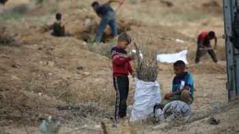 Branches and Ash… Innocence Fighting the Ravages of War