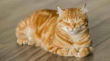 Due to her cat…French woman is required to pay a hefty fine