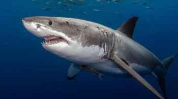 Giant shark throws Australian surfer into the air – video