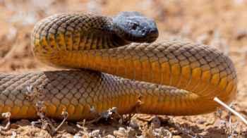 Huge snake spotted in family’s bathroom – Video