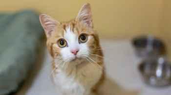 Family reunited with their cat after 10 years – video