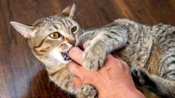 Man undergoes six surgeries after cat bite
