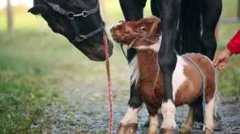 Guinness World Records announces shortest living horse – Video