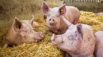 First case of African Swine Fever recorded in Spain