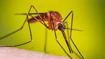 33dead from mosquito-borne diseases in Cuba