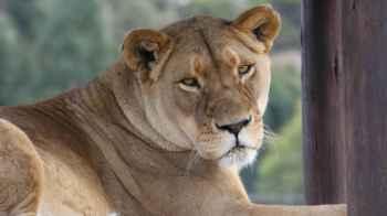 Teen dies after climbing into lioness enclosure