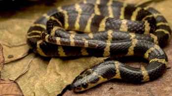 Two brothers poison father with a snake bite out of greed