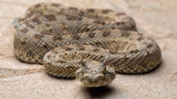A terrifying incident.. A snake gets caught in a woman’s shoe during an outing