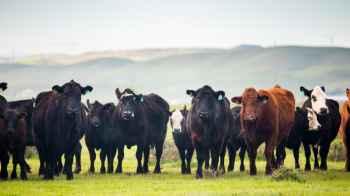Herd of cows tramples woman during hike