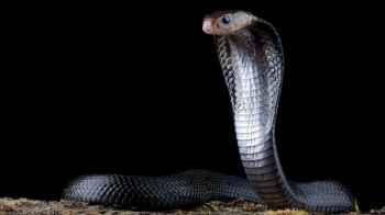 Court ruling against man who starved a snake to death