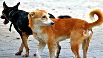 Between the Jaws of Death… Stray Dogs Leave Child in Critical Condition
