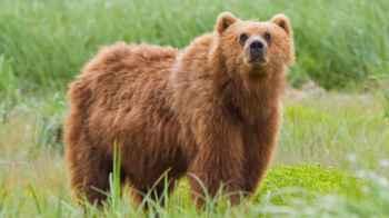 Town serves bear meat in restaurants