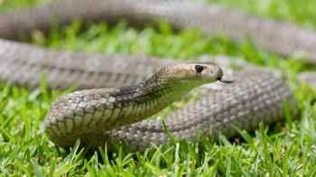 Man survives over 200 bites from deadly snakes in bizarre experiment