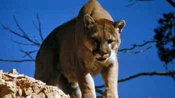 First death from a mountain lion attack in Colorado in decades