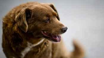Security issues a statement following the circulation of “the death of a child after being bitten by a dog in Irbid.”