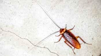 Insecticide company holds a memorial service for insects