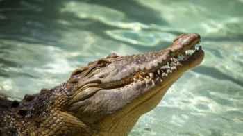 Crocodile Attacks Boy and Ends His Life in Front of His Brother – Photos