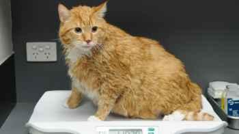Company launches weight-loss injection for cats