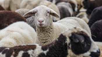 Video captures a flock of sheep storming a supermarket