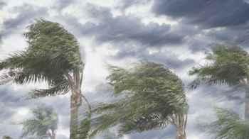 Fifty year old killed after a tree fell on his vehicle
