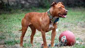 Dog owner loses leg after being bitten