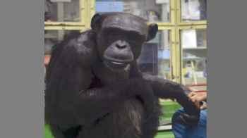 Genius chimpanzee known for recognizing letters, Arabic numerals dies