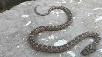 Man carrying a snake in his pocket astonishes hospital staff – Video