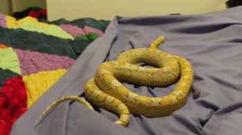 Woman wakes up, finds snake coiled on top of her