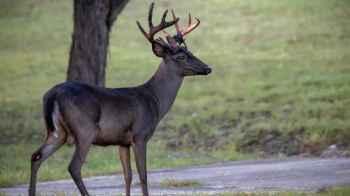 Shock as Bank Alarm Responders Find Deer Instead of Burglar – Video