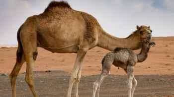 Saudi Arabia to issue passports for millions of camels