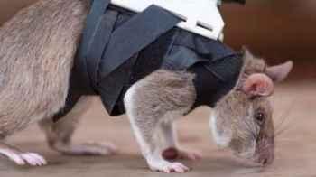 Turkey trains mice with cameras to locate people trapped under rubble