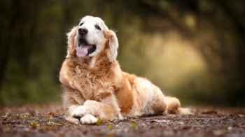 New Dog Law Enacted Following Heartwarming Story in Brazil