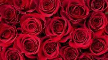 Red Flags”.. Valentine’s Day Warning in Australia"