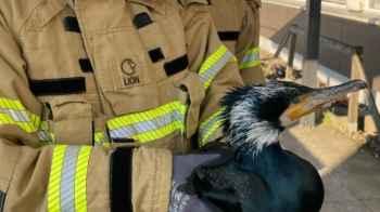 Injured bird pecks hospital door seeking help – photos