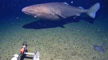 Shark Surprises Photographer in “Unexpected” Spot – Video