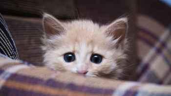Man on trial for throwing kittens into water to drown