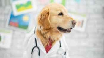 Dog detects cancer in married couple