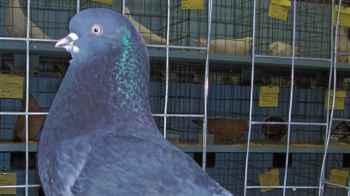 Public Auction for "Qallab" Pigeons Worth Millions of Dinars – Video